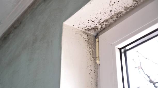 Professional Mold Remediation in Pierceton, IN