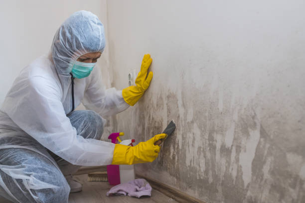 Best Industrial Mold Remediation in Pierceton, IN