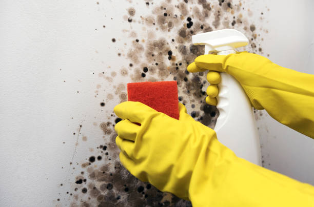 Best Attic Mold Remediation in Pierceton, IN